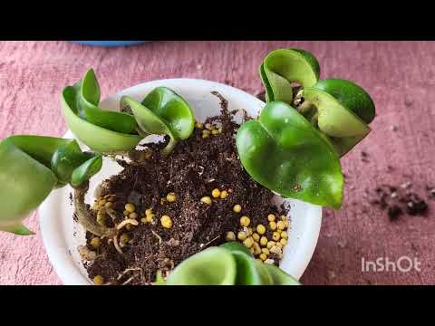 Видео: Хойя компакта. Посадка. 29.05.2023.