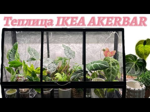 Видео: Теплица IKEA AKERBAR | Обустраиваем вместе