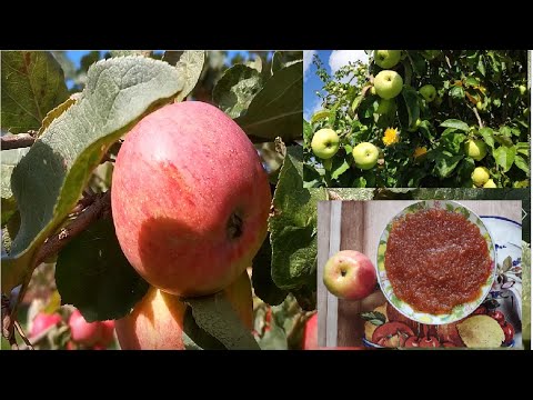 Видео: Яблочное повидло в мультиварке. Вкусно и быстро!