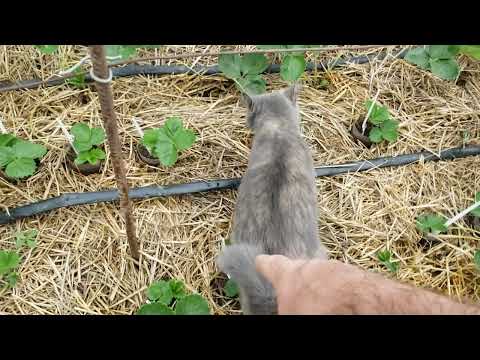 Видео: Размножение клубники в конце сезона. 24 августа 2025г. 