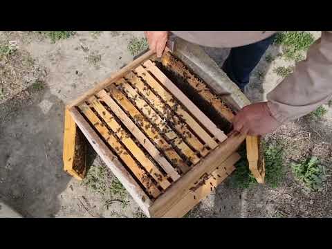 Видео: Такрорий келаетган совукка карши асалари оилаларини таерлаш