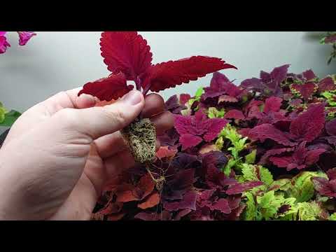 Видео: Не повторяйте ТРИ ОШИБКИ укоренения. Укоренение колеусов лучший способ.