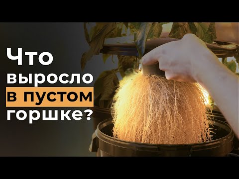 Видео: ОНО ВЫРОСЛО В ГОРШКЕ С ВОЗДУХОМ, ИТОГИ ЭКСПЕРИМЕНТА!