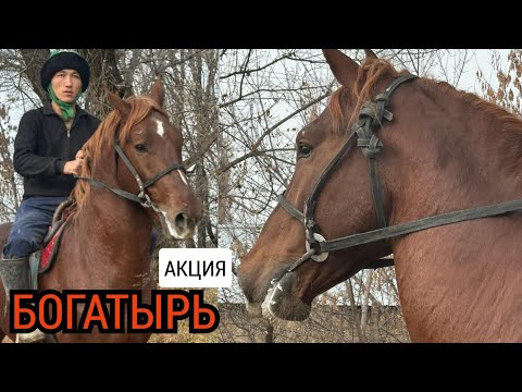 Видео: БОГАТЫРЬ ТААМАЙ АКЦИЯДА МУНДУЗДА