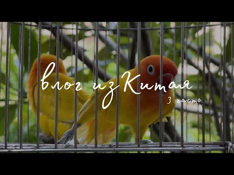 Видео: о.Хайнань/ Санья/ Holiday Inn Resort Yalong Bay Sanya #китай #хайнань #путешествия