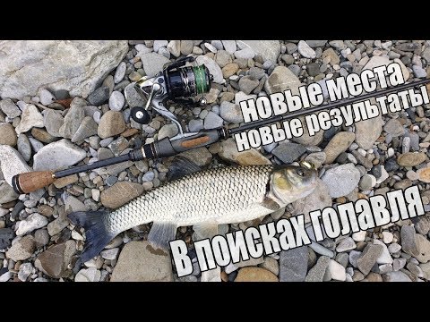 Видео: В поисках голавля. Малая река Кавказа