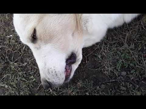 Видео: Клещ.Первые признаки укуса и первая помощь собаке