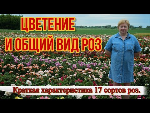 Видео: Вести с полей. Обзор сортов роз на 2023 год.