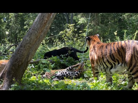 Видео: ЯГУАРЫ, ТИГР И ЛЬВИЦА СОРЕВНУЮТСЯ в Подмосковном Сафари-парке. КТО ПОБЕДИТ?