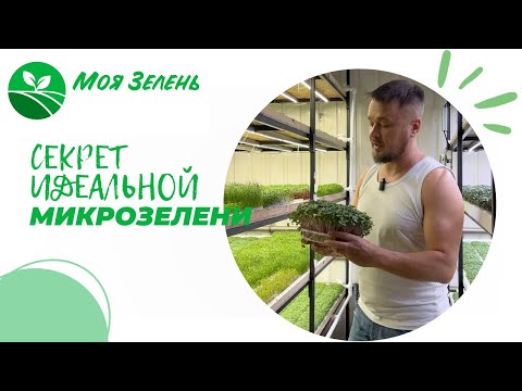 Видео: Секреты идеальной микрозелени 2025