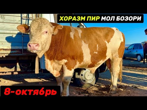 Видео: ХОРАЗМ ШОВОТ МОЛ БОЗОРИ КАТТА ХЎКИЗЛАР НАРХЛАРИ 8-октября 2025 г.