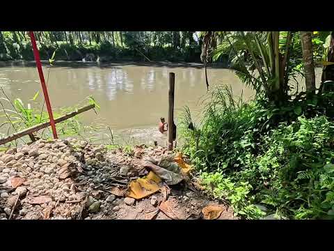 Видео: Проводи меня до реки
