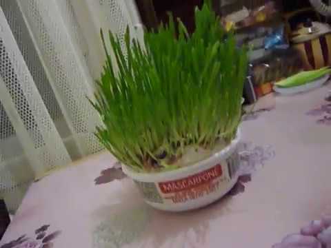 Видео: Как я проращиваю овес для котиков. Проще простого!