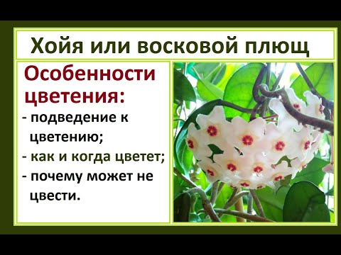 Видео: Хойя или восковой плющ. Особенности цветения лианы.