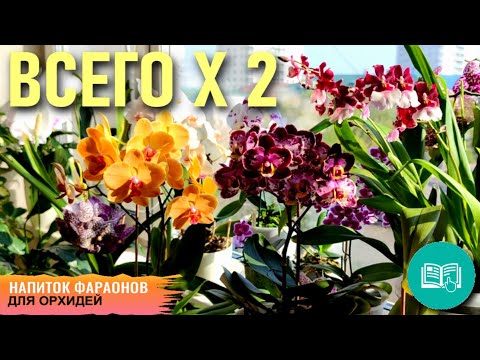 Видео: КАРКАДЕ - НАПИТОК ФАРАОНОВ,🌺ЦВЕТЫ ГИБИСКУСА ДЛЯ ПЫШНЫХ ЦВЕТОНОСОВ И  СИЛЬНЫХ ЛИСТЬЕВ ОРХИДЕЙ! ВСЁ х3