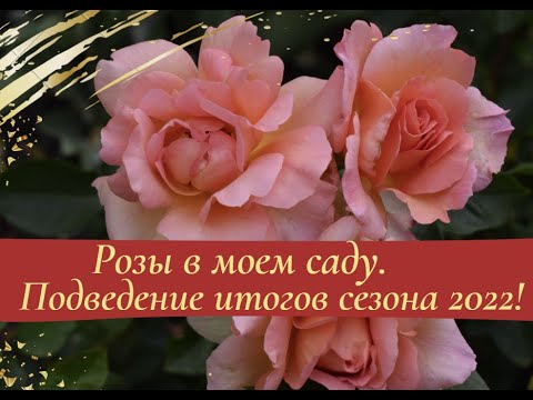Видео: Розы в моем саду.  Подведение итогов сезона 2022.