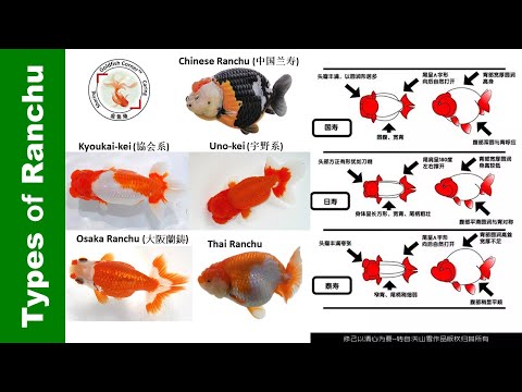 Видео: Как отличить разные типы золотых рыбок ранчу 👉