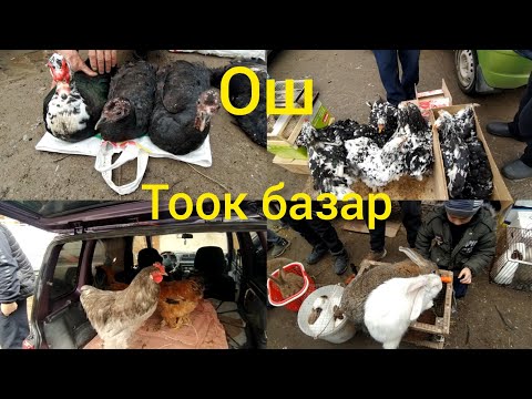 Видео: Ош Тоок базар/Бройлер, Брама,Кохун,Коён,Ордок,13.03.22 баалары#тоокбазар#брама#бройлер#кохункин