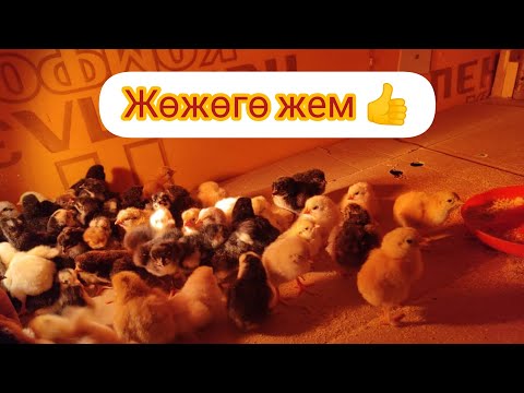 Видео: Үй шартында ЖӨЖӨГӨ 🐣 кантип ЖЕМ жасап берсе болот?