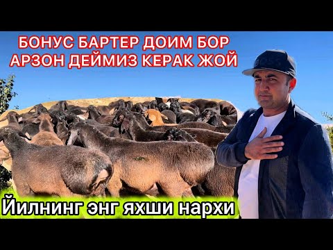 Видео: СУРХОНДАРЕ ХИСОРИ КУЗИ КУЧКОРЛАРИ ☎️+998 90 521 11 72 АКСИЯ НАРХЛАРДА ШОШИЛИНГ