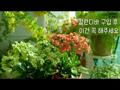 Видео: [4K] Выращивание Calandiva в помещении, которое легко выращивать и экономически эффективно