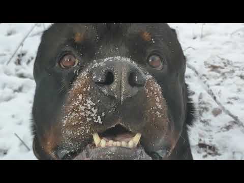 Видео: ТРУДОЛЮБИВЫЙ РОТВЕЙЛЕР ДЮША И КОТ ФЭН-ШУНЯ.