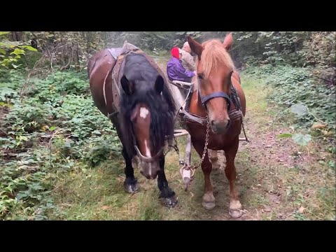 Видео: По гриби на конях