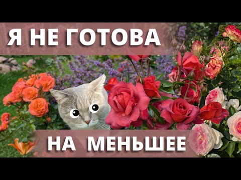 Видео: НА ЧТО ГОТОВ РОЗОМАН РАДИ РОЗ. Не все могут стать розонутиком. ❤️🌹2 августа 2024 г.