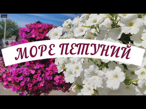 Видео: МОРЕ ПЕТУНИЙ В МОЕМ САДУ! ОБЗОР НА 16 ИЮЛЯ.