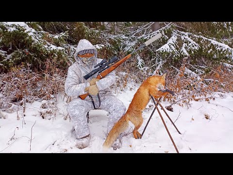 Видео: НОЧНАЯ ОХОТА НА ЛИСУ У ПРИВАДЫ / КАРАБИН ЛОСЬ 145 С ЦИФРОВЫМ ПРИЦЕЛОМ / ОХОТА С ТЕПЛОВИЗОРОМ.