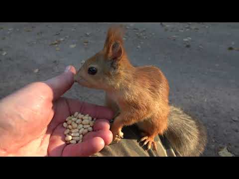 Видео: Балерина забежала перекусить / Ballerina stopped by for a snack