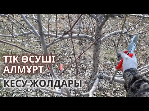 Видео: ТІК ӨСУШІ АЛМҰРТ АҒАШЫН КЕСУ, артық өсуді ретке келтіру