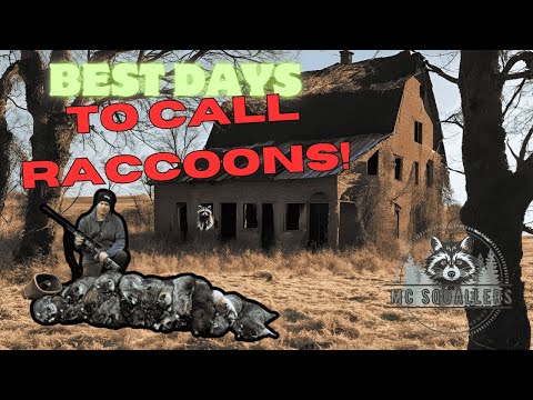 Видео: Призыв енотов: ЛУЧШИЕ ДНИ ДЛЯ ПРИЗЫВА ЕНТОВ...50 ГРАДУСОВ в ДЕКАБРЕ!!!🔥🔥🔥🦝🦝🦝😎😎😎