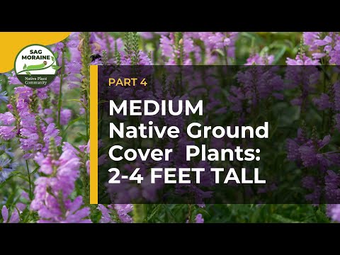 Видео: СРЕДНИЕ местные почвопокровные растения (высотой 2–4 фута) для подавления сорняков