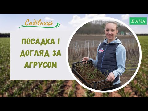 Видео: Посадка і догляд за агрусом. Борошниста Роса на Кущах Агруса та Як з нею Боротися?