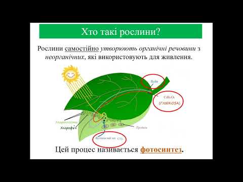 Видео: Рослини. Загальна характеристика.