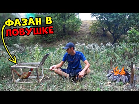 Видео: Ловушка на фазанов ЯЩИК