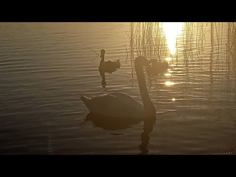 Видео: "Занавесочки". Федор Добронравов, Татьяна Кравченко и Людмила Артемьева. Самая душевная песня!