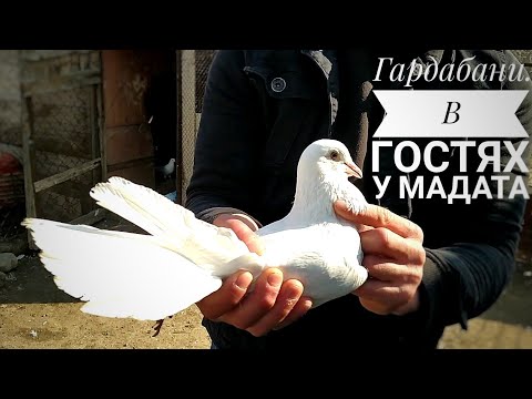 Видео: Бойные Голуби. Гардабани, в гостях у Мадата. 15.02.21 Грузия
