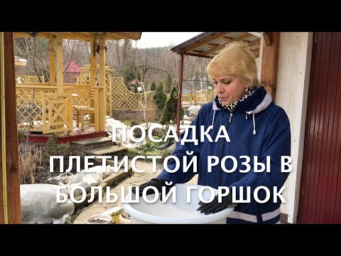 Видео: Rose//Посадка плетистой розы в большой горшок//Мой опыт, правила, советы