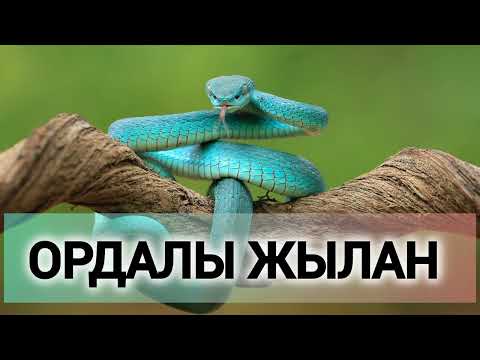 Видео: Жылан басқан Жанкент. Ордалы жыланның әлегі