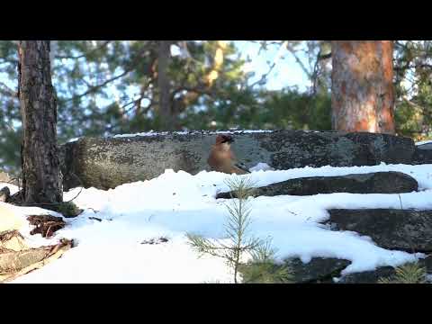 Видео: На Каменной Горке Пернатая Братия встречает Зиму