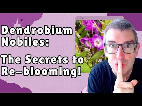 Видео: Орхидеи Дендробиум Нобиле — БОЛЬШОЙ СЕКРЕТ повторного цветения из года в год!
