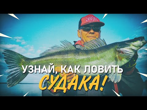 Видео: О ловле судака. Практика ловли +1