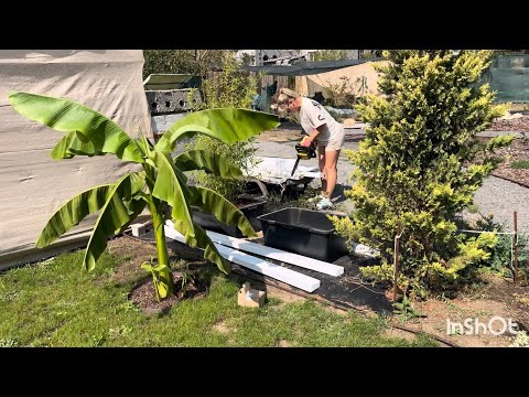 Видео: Неудачная клумба из досок 🤪ну и такое тоже у меня бывает 🤷‍♀️