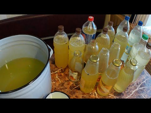 Видео: Сбор берёзового сока. Медовуха и квас из берёзового сока. Обзор саженцев крыжовника и смородины.