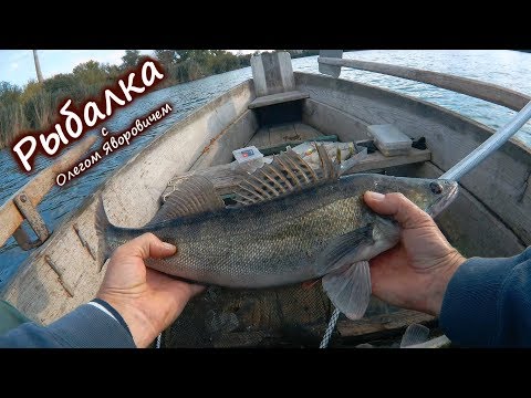 Видео: Ловля судака на пульку.