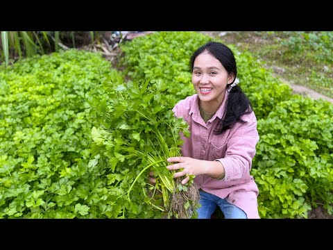 Видео: Пельмени с сельдереем очень ароматные и вкусные. Пельмени Yike — самые популярные.