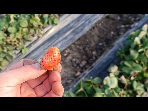 Видео: Ремы🍓Небольшое дополнение, особенности сортов, зимовка
