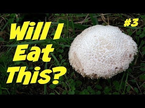 Видео: От этого гриба мне станет плохо? #3 — Определение лесных грибов